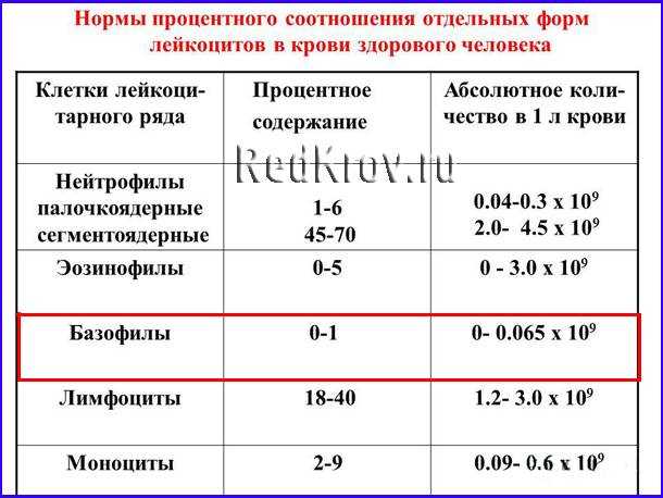 Базофилы в крови: норма, причины отклонений, что значат