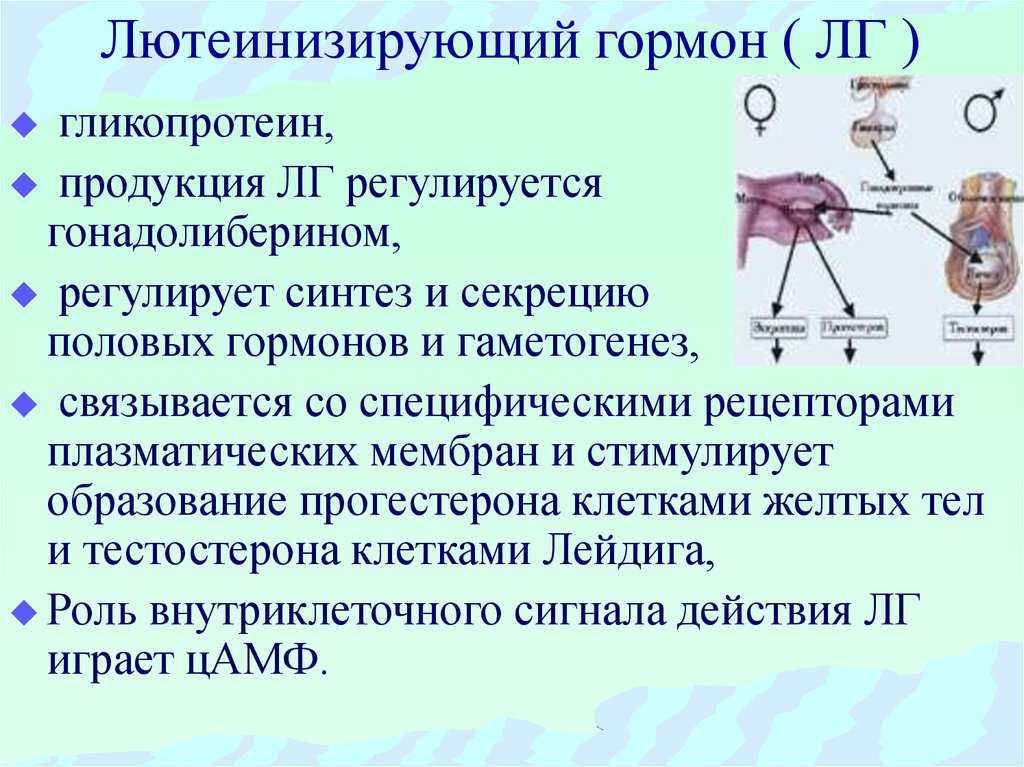 Сбой месячных — идеальный менструальный цикл и патологии
