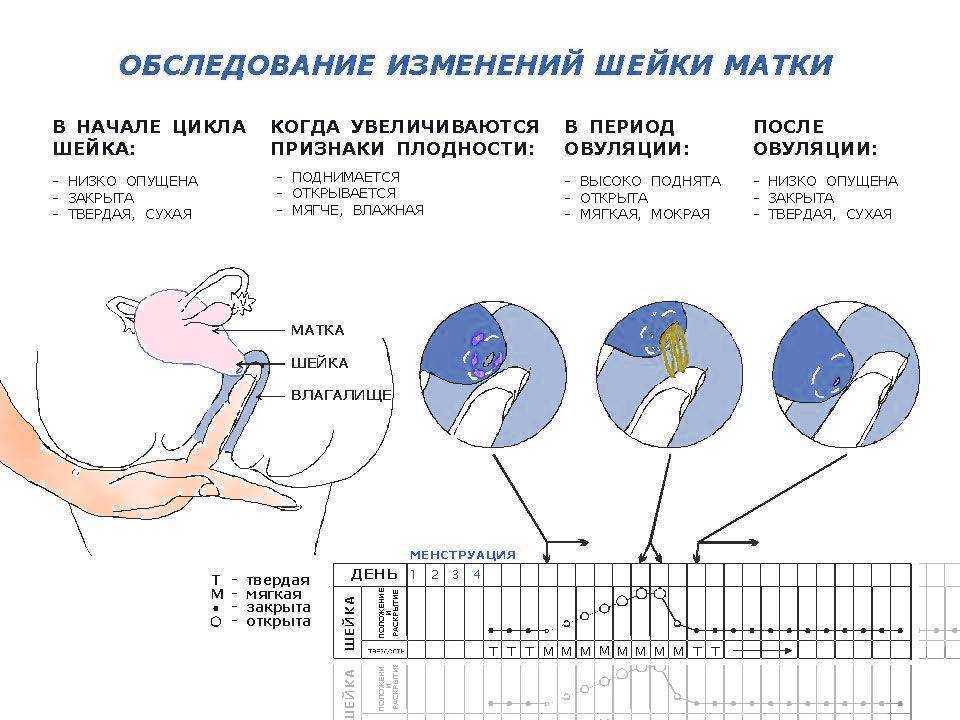 Можно Ли Забеременеть После Секса
