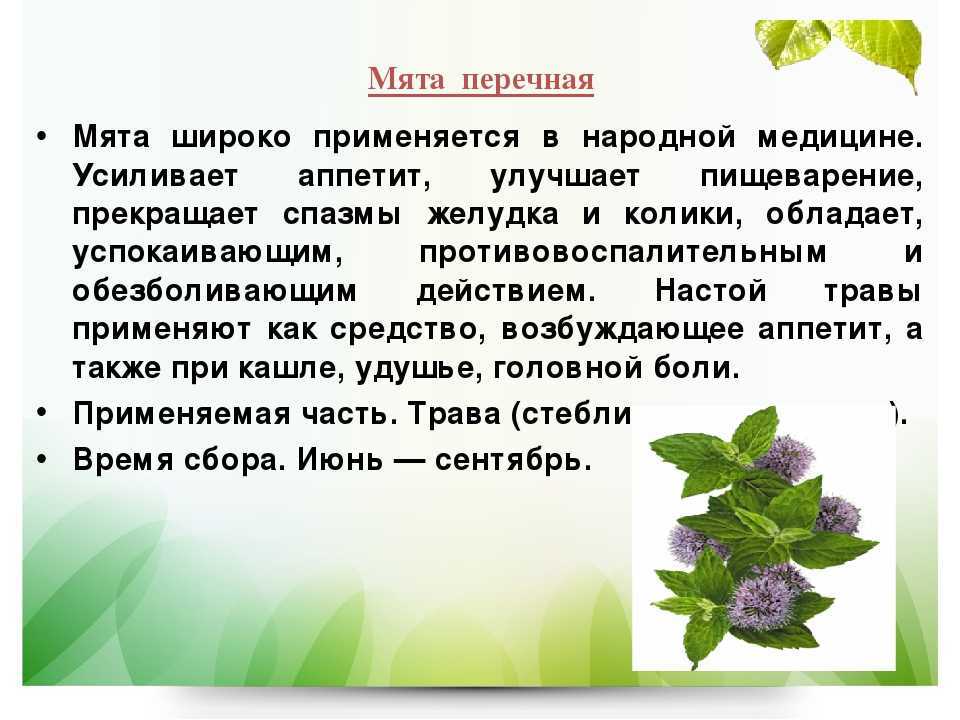Мята - польза и вред для женщин и мужчин