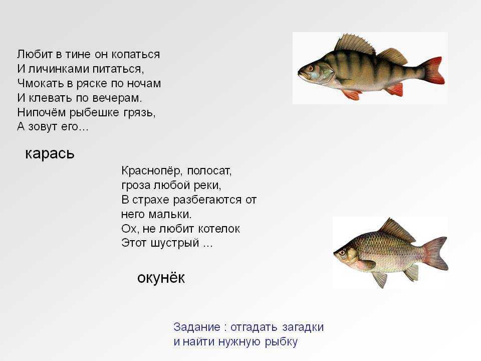 Популярные загадки для детей 5-6 лет с ответами