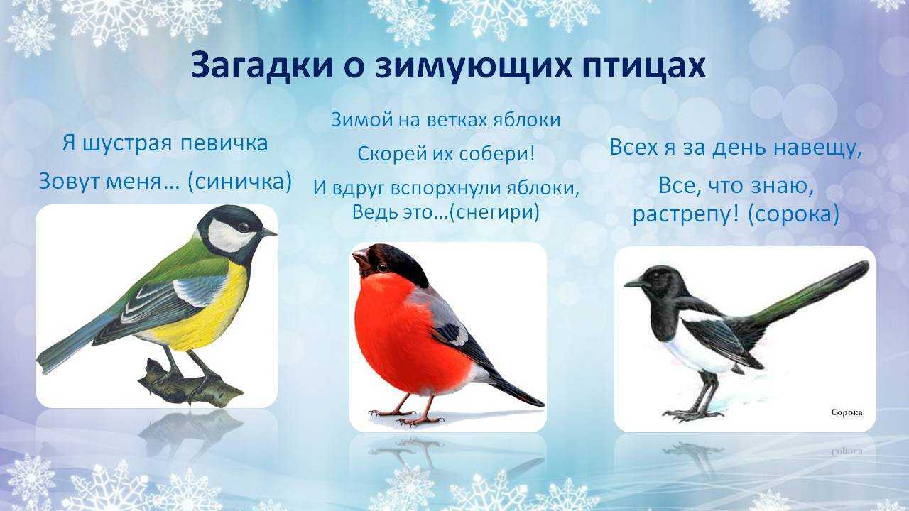 Названия второй младшей группы. Загадки про птиц. Загадки про зимующих птиц для детей 3-4 лет. Загадки про птиц для детей. Загадки про зимних птиц.