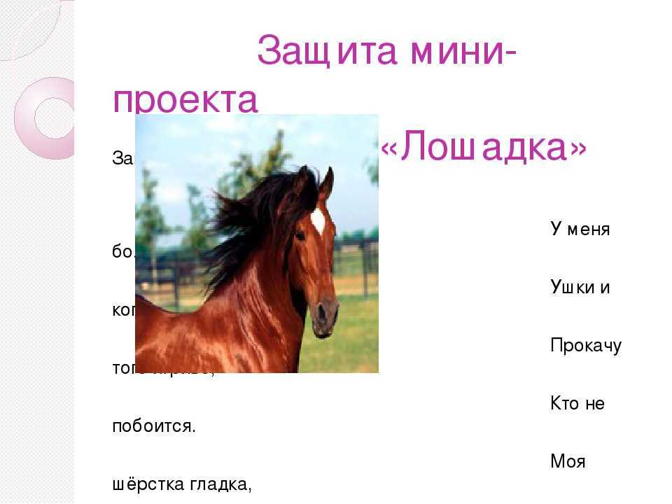 Какие существуют поверья о найденной лошадиной подкове: народные приметы. к чему найти на земле, на дороге целую и половину лошадиной подковы, потерять лошадиную подкову, упала лошадиная подкова: прим