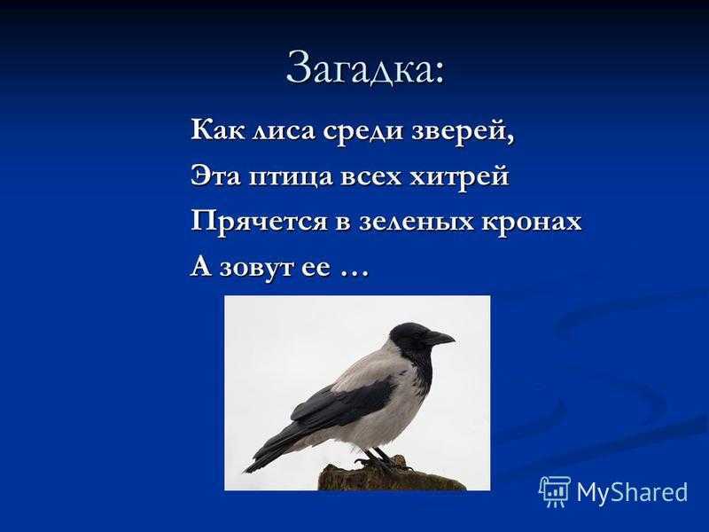 Загадки про птиц для детей 6-7 лет с ответами