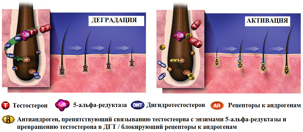 Анализ крови на дигидротестостерон: как сдать, расшифровка