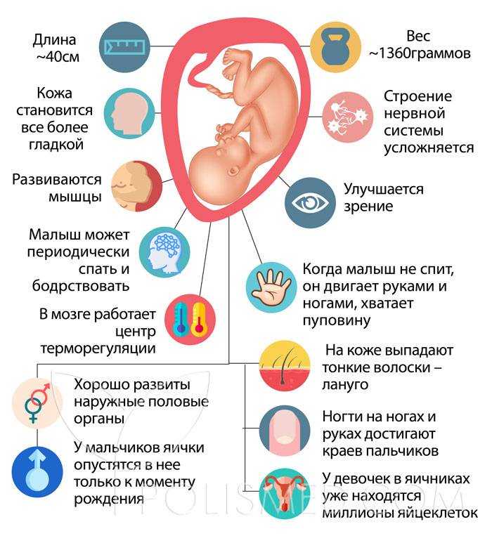 30 неделя беременности: это сколько месяцев, что происходит, как выглядит