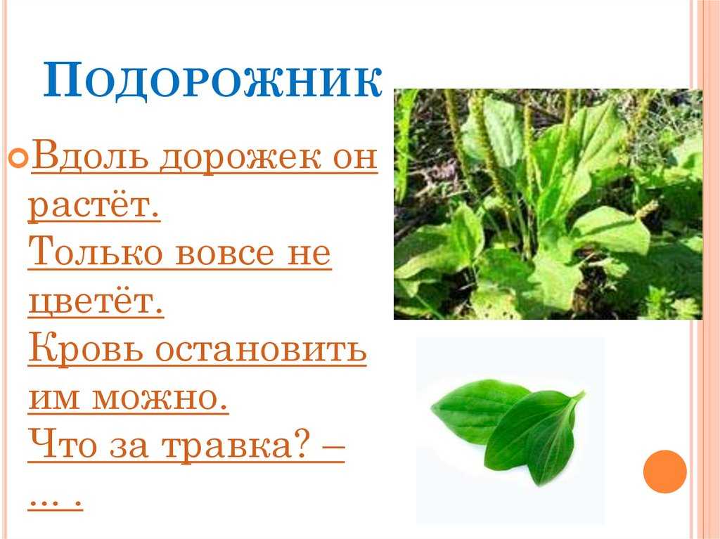 Загадки о природе с ответами, 1-2 класс