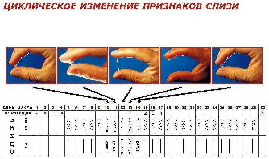 Что такое овуляция: бесплодие и нежелательная беременность