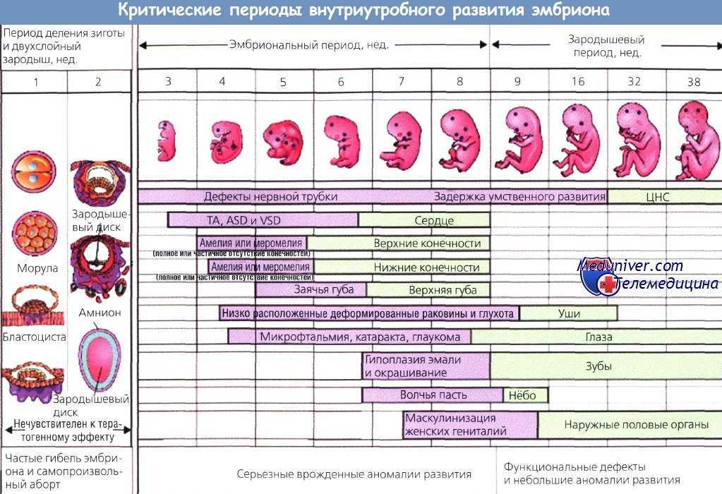 Развитие плода в утробе по месяцам – с первых дней и до родов