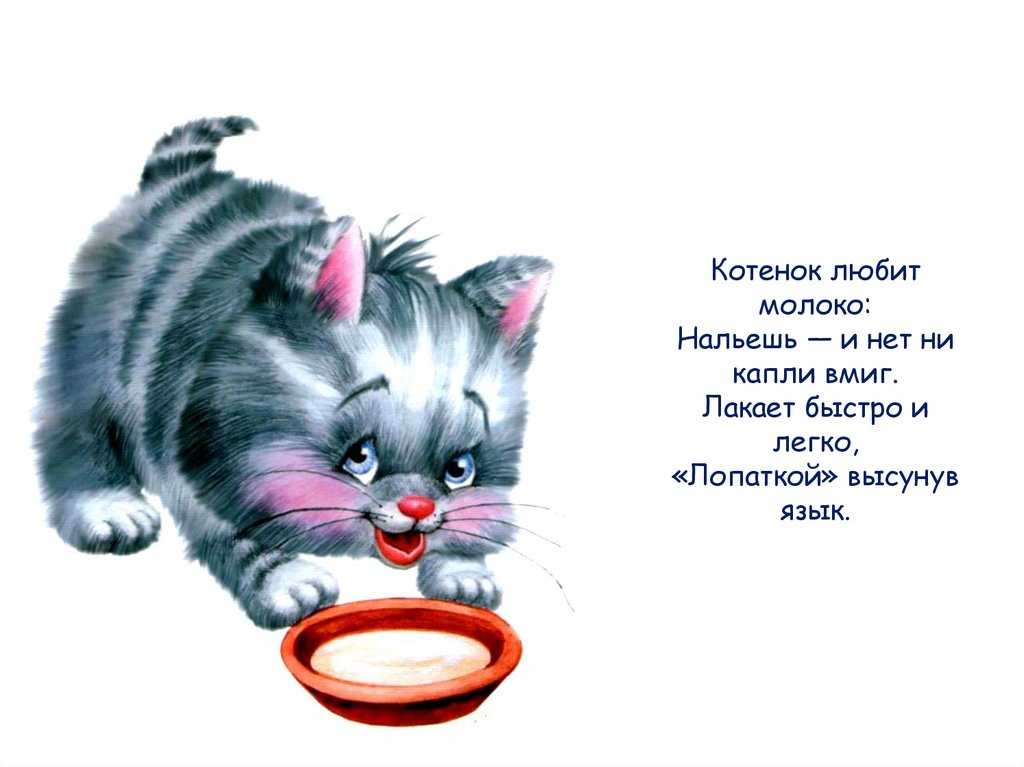 Загадки про морских свинок