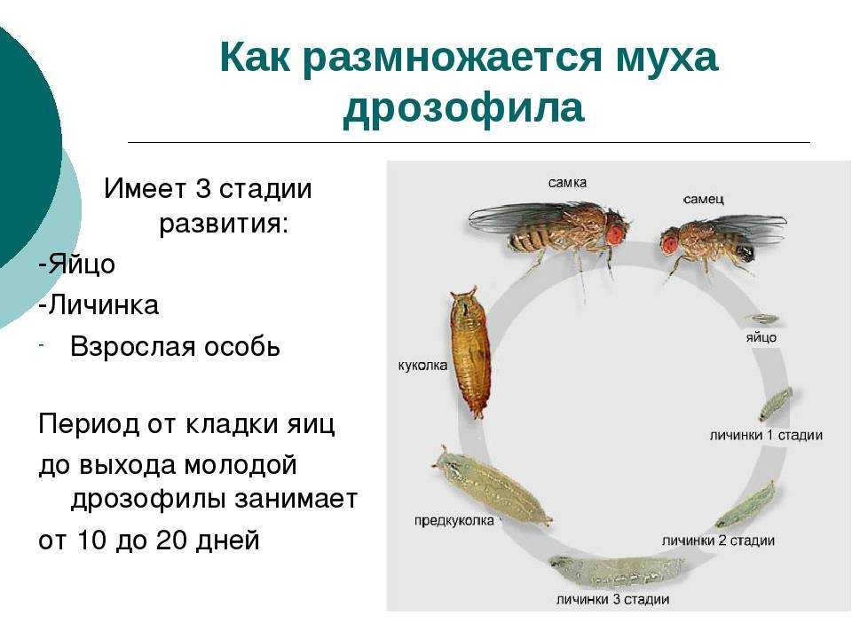 Мошки в квартире откуда и как избавиться, откуда берутся мошки в квартире, как бороться с мошками в доме