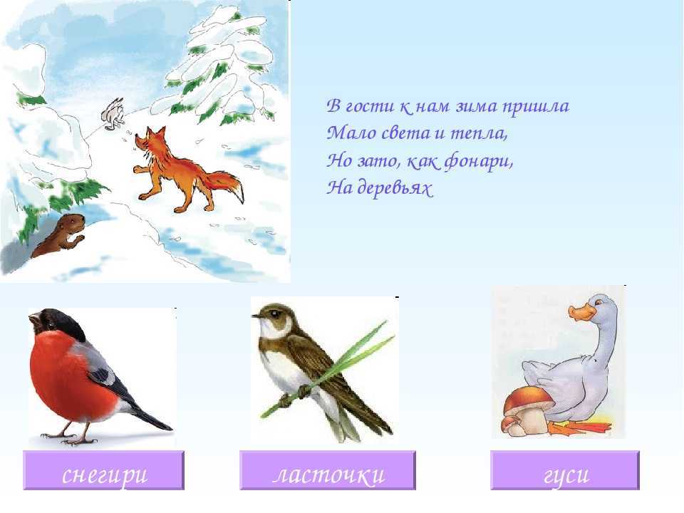 Магия биологии: обыкновенная иволга