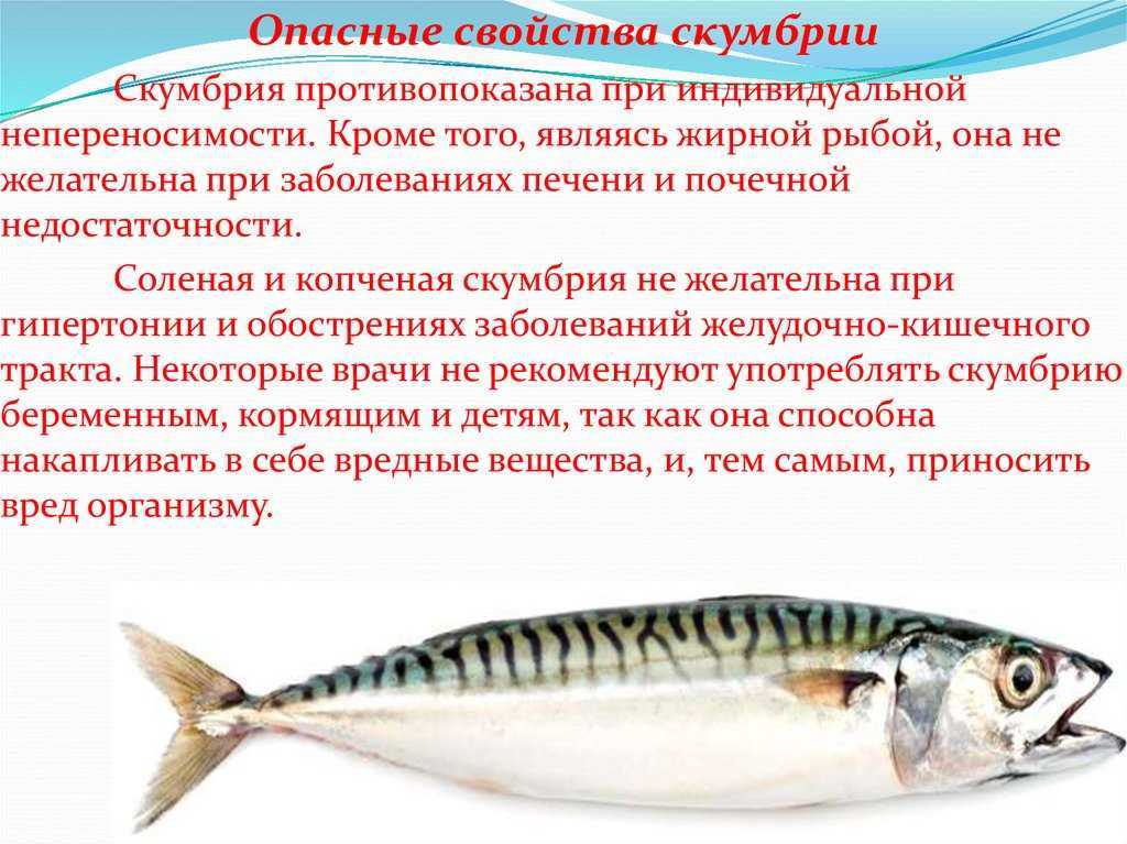 Рыба скумбрия - описание полезных свойств и правила употребления