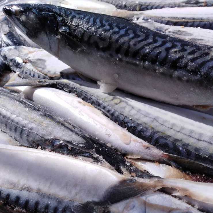 Отварная скумбрия польза и вред